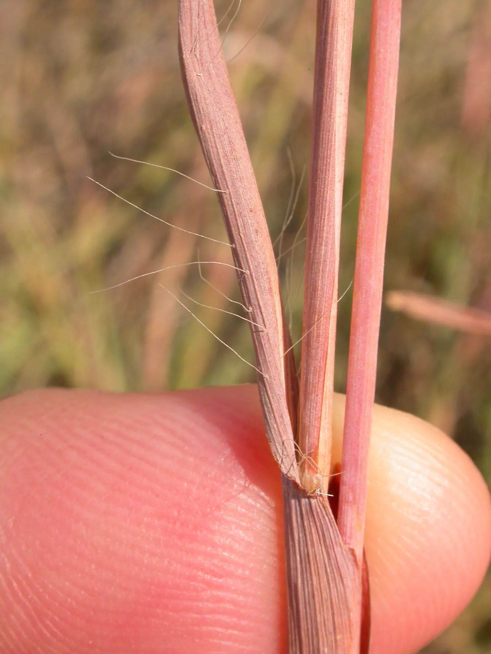 Big Bluestem (Andropogon 'Indian Warrior') — Ideal for drought-tolerant landscapes and naturalistic designs, it provides year-round texture and color