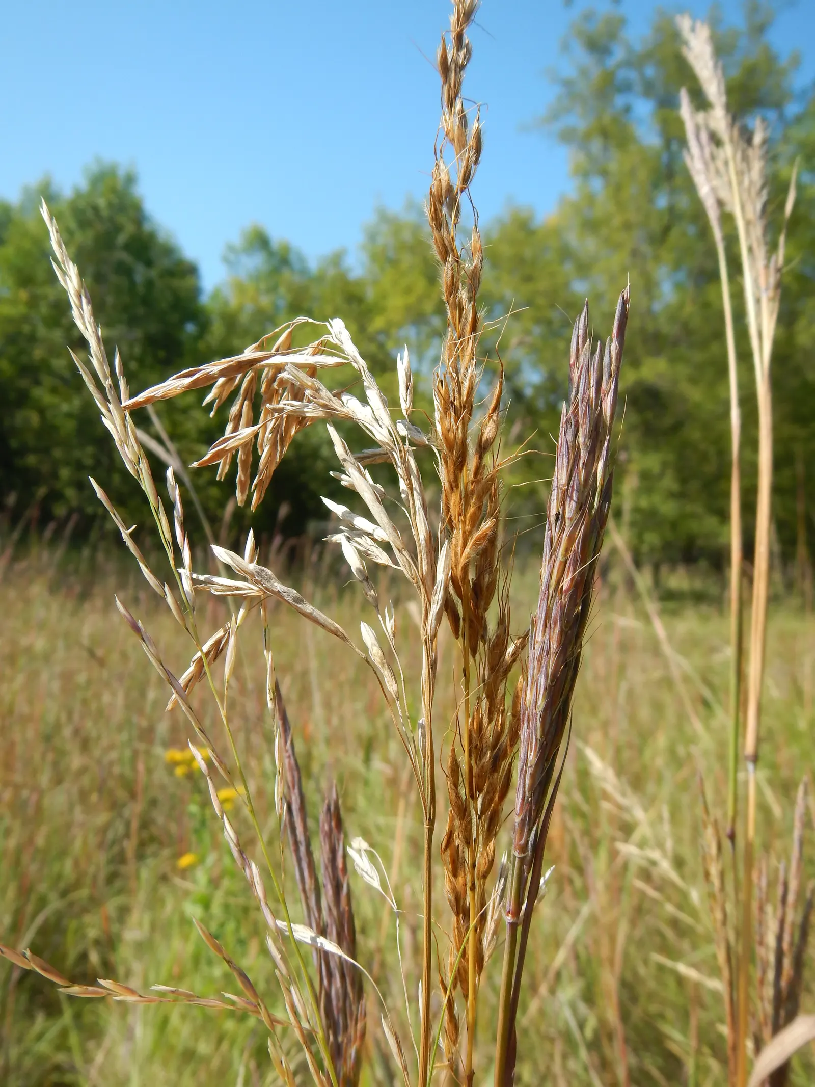 Big Bluestem (Andropogon 'Indian Warrior') — Andropogon gerardii 'Indian Warrior'