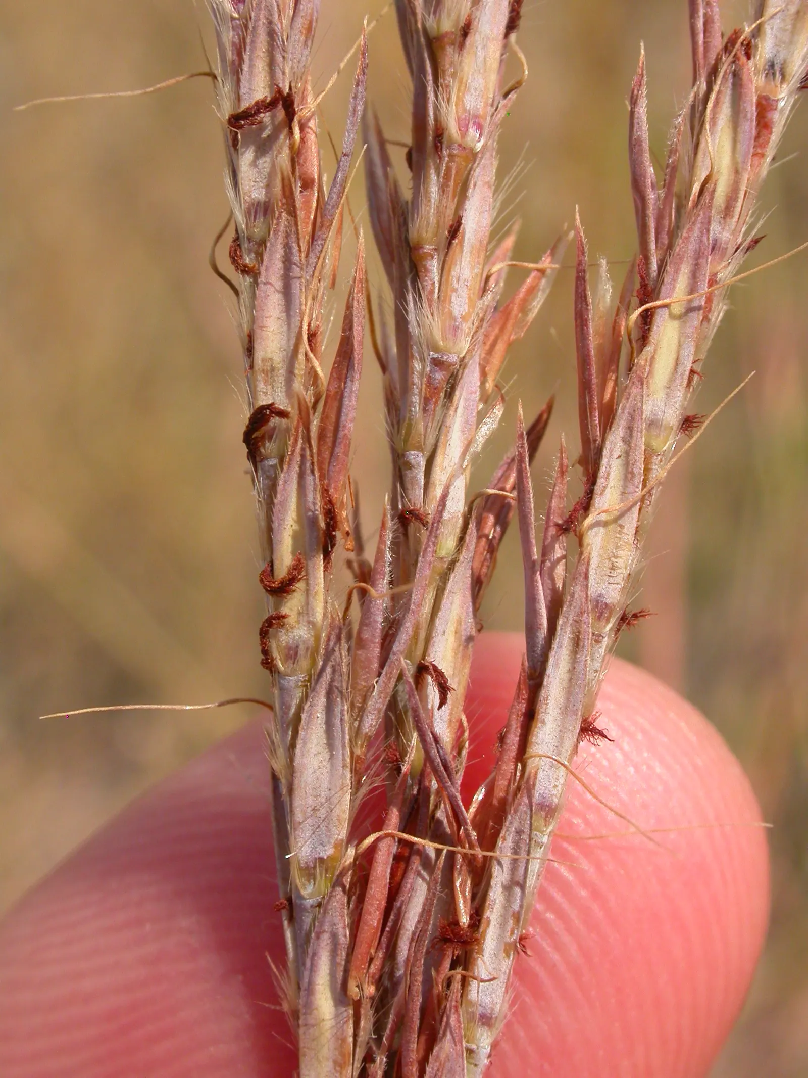 Big Bluestem (Andropogon 'Indian Warrior') — It thrives in full sun and adapts to various soil conditions