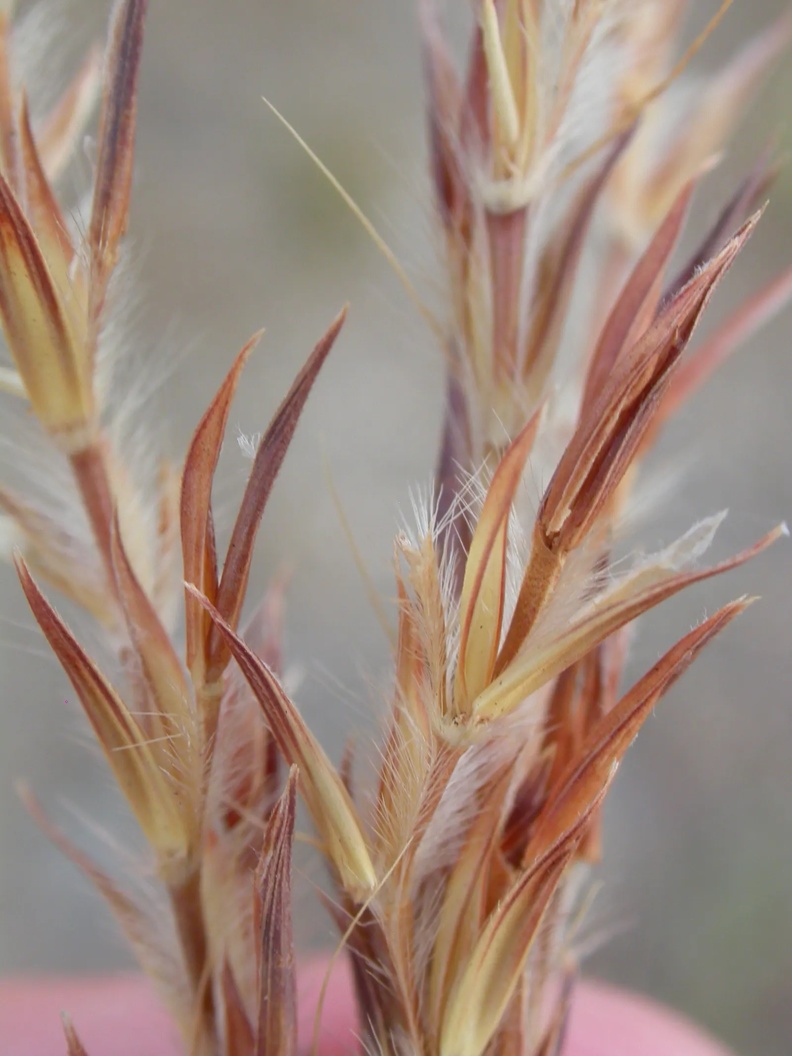 Big Bluestem (Andropogon 'Indian Warrior') — Its showy, three-part seed heads resemble a turkey's foot, inspiring its common name