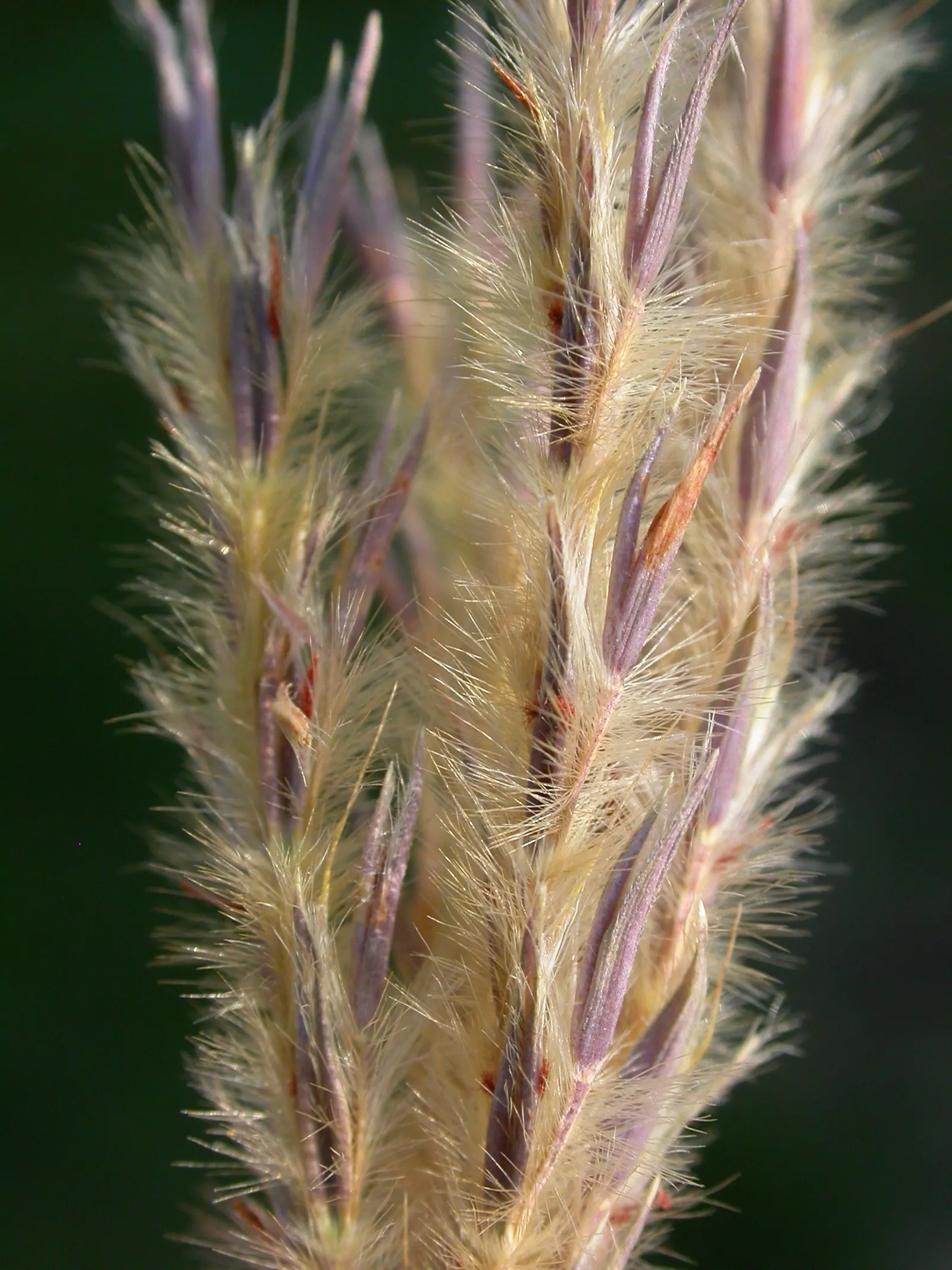 Big Bluestem (Andropogon 'Indian Warrior') — Distinct for its rich, burgundy-red foliage peaking in autumn, this perennial offers strong vertical interest