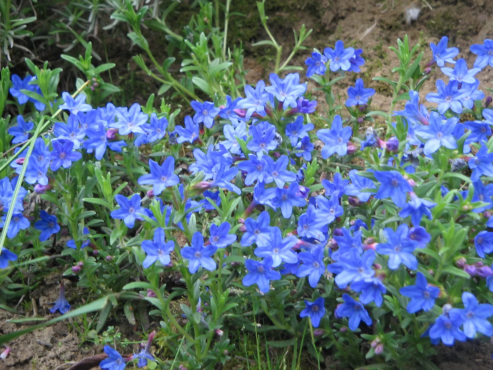 Heavenly Blue Lithodora (Lithodora Diffusa 'Heavenly Blue') — lance-shaped leaves up to 1 inch long that provide a lush