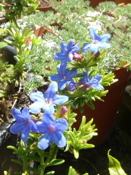 Heavenly Blue Lithodora (Lithodora Diffusa 'Heavenly Blue') — In late spring to early summer