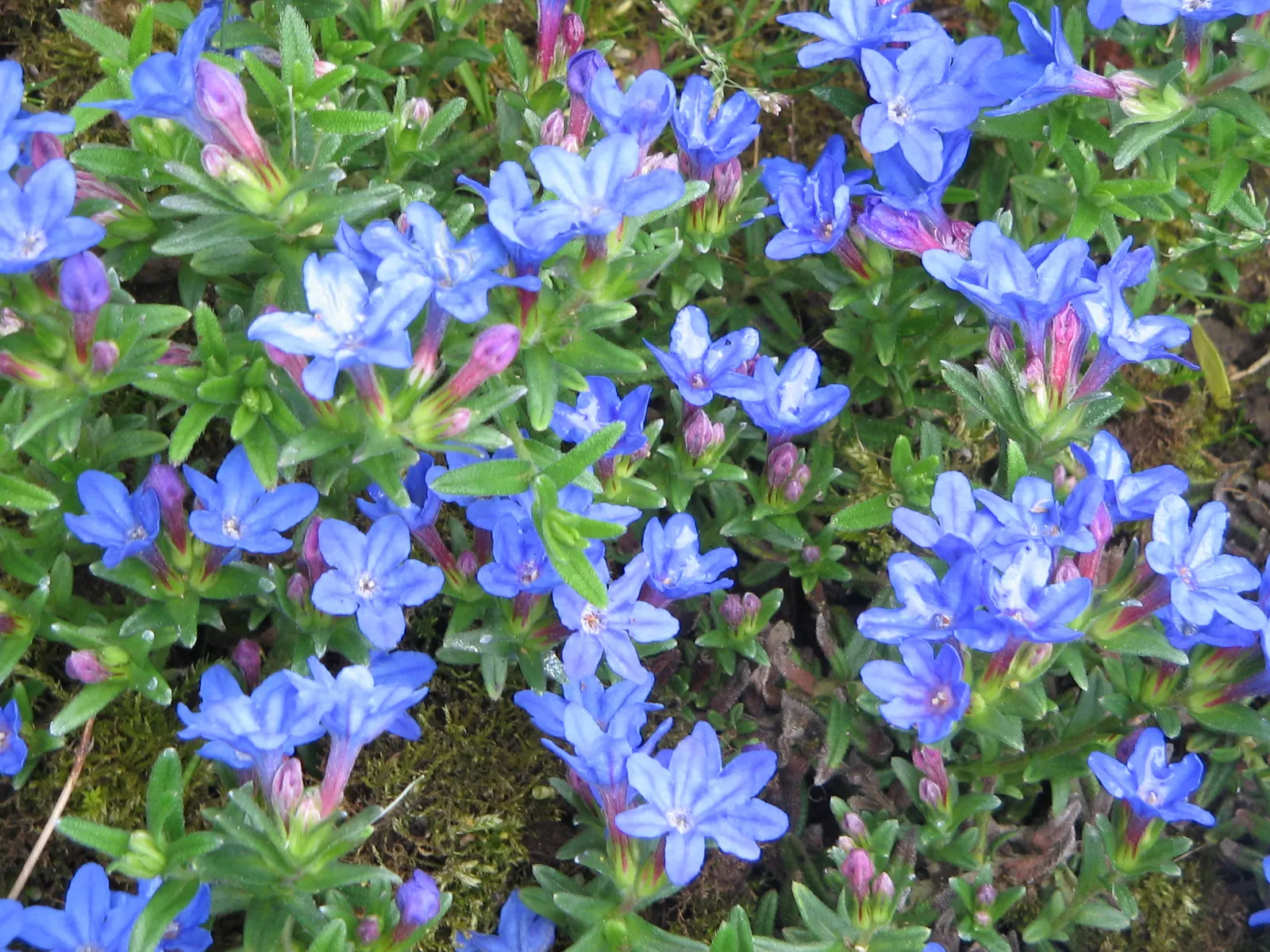 Heavenly Blue Lithodora (Lithodora Diffusa 'Heavenly Blue') — It flourishes in USDA zones 6-10, forming a mat up to 6 inches tall and spreading 24-36 inches