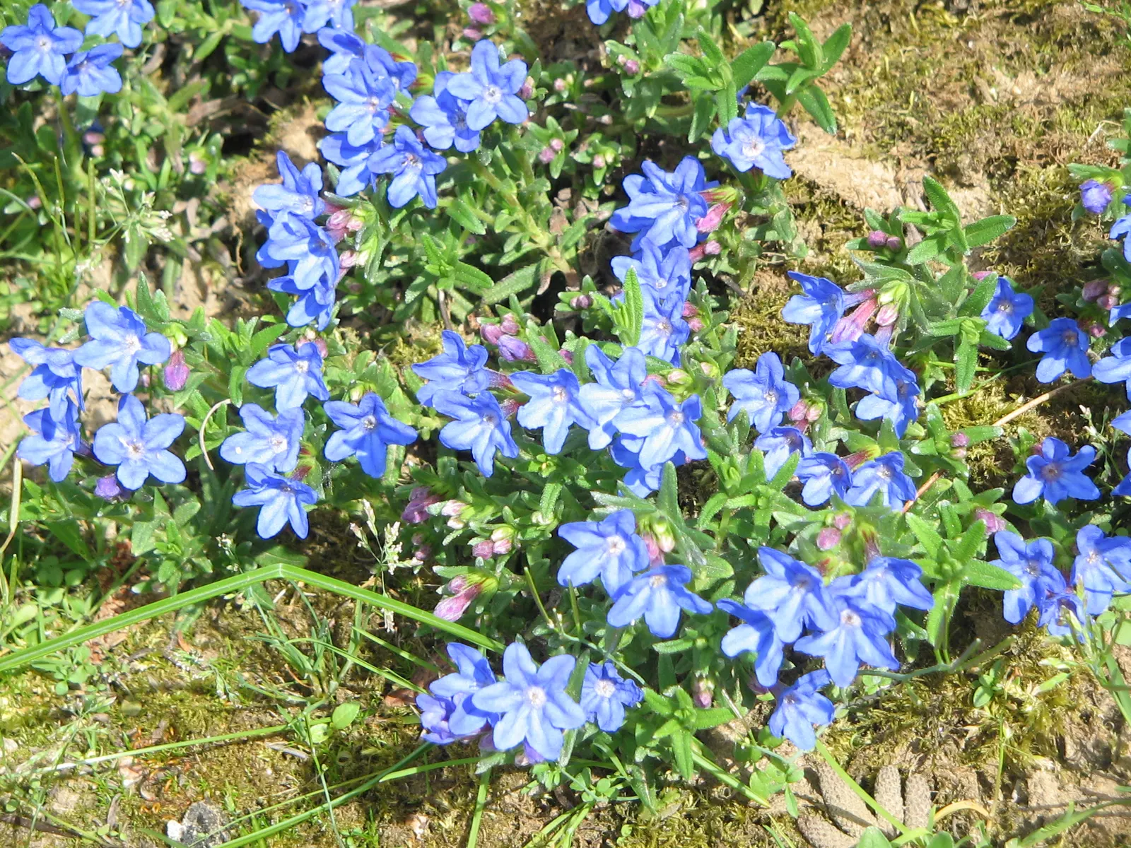 Heavenly Blue Lithodora (Lithodora Diffusa 'Heavenly Blue') — Preferring full sun to part shade