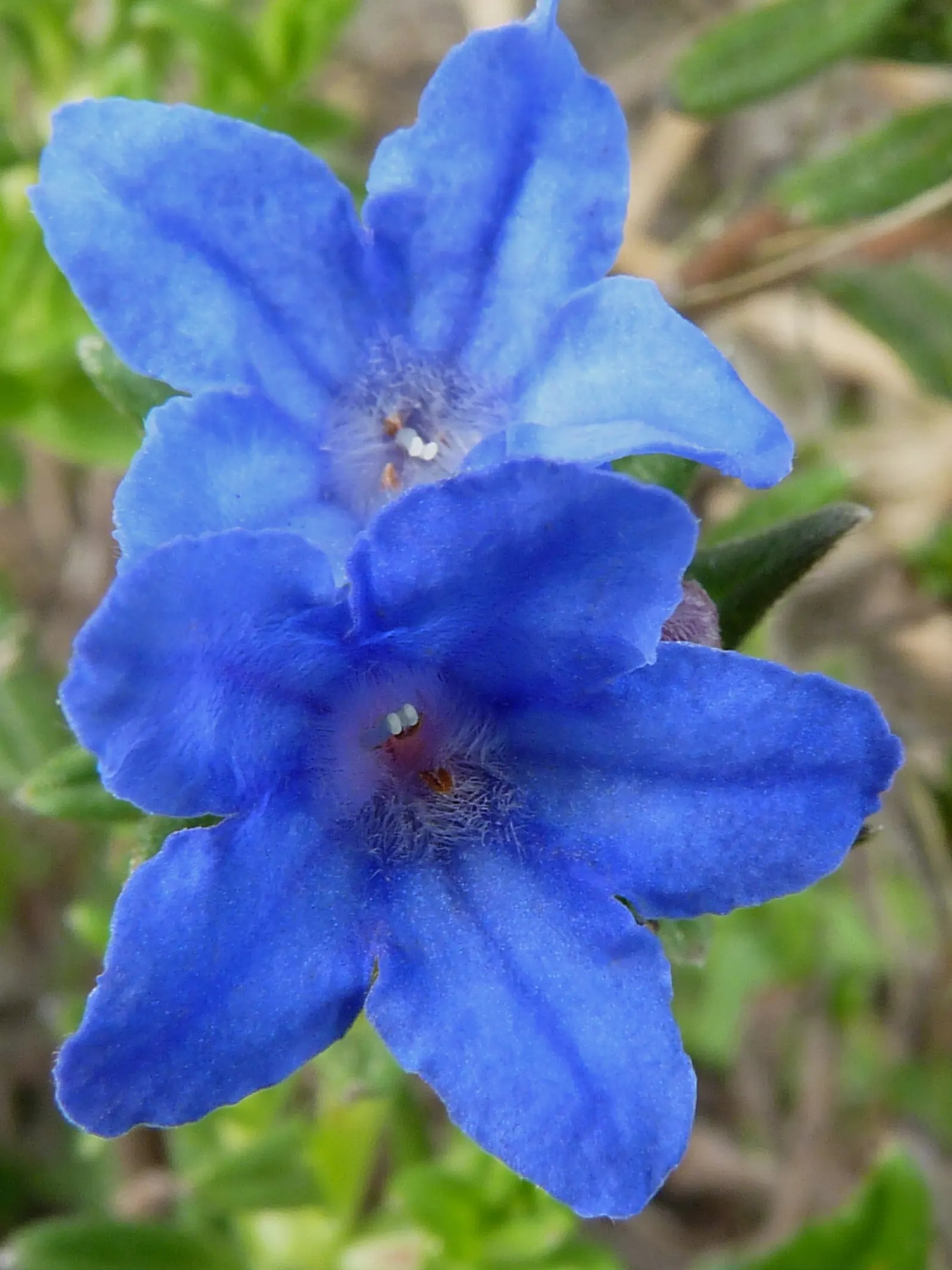 Heavenly Blue Lithodora (Lithodora Diffusa 'Heavenly Blue') — acidic soil with a pH between 5.5 and 6.5