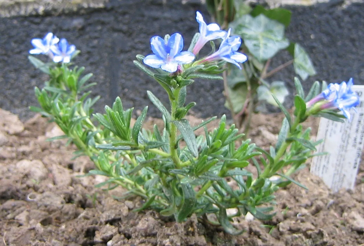 Heavenly Blue Lithodora (Lithodora Diffusa 'Heavenly Blue') — making it an excellent choice for rock gardens