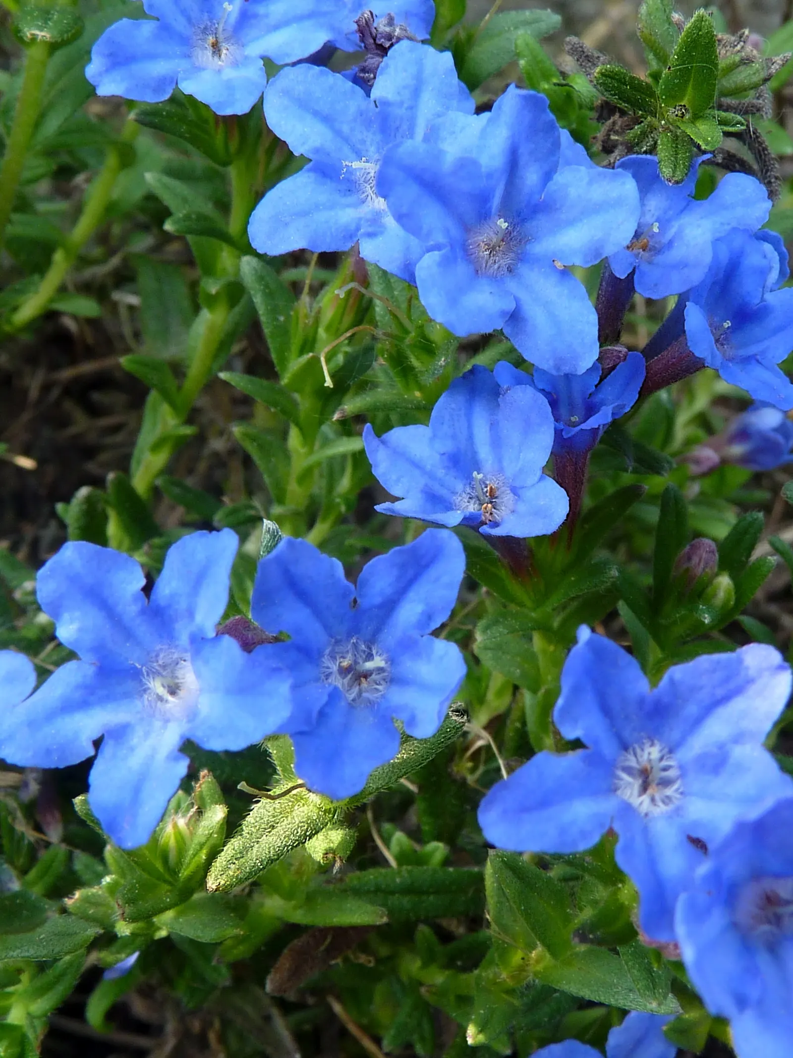 Heavenly Blue Lithodora (Lithodora Diffusa 'Heavenly Blue') — consistent watering during the first growing season is crucial for establishing a robust root