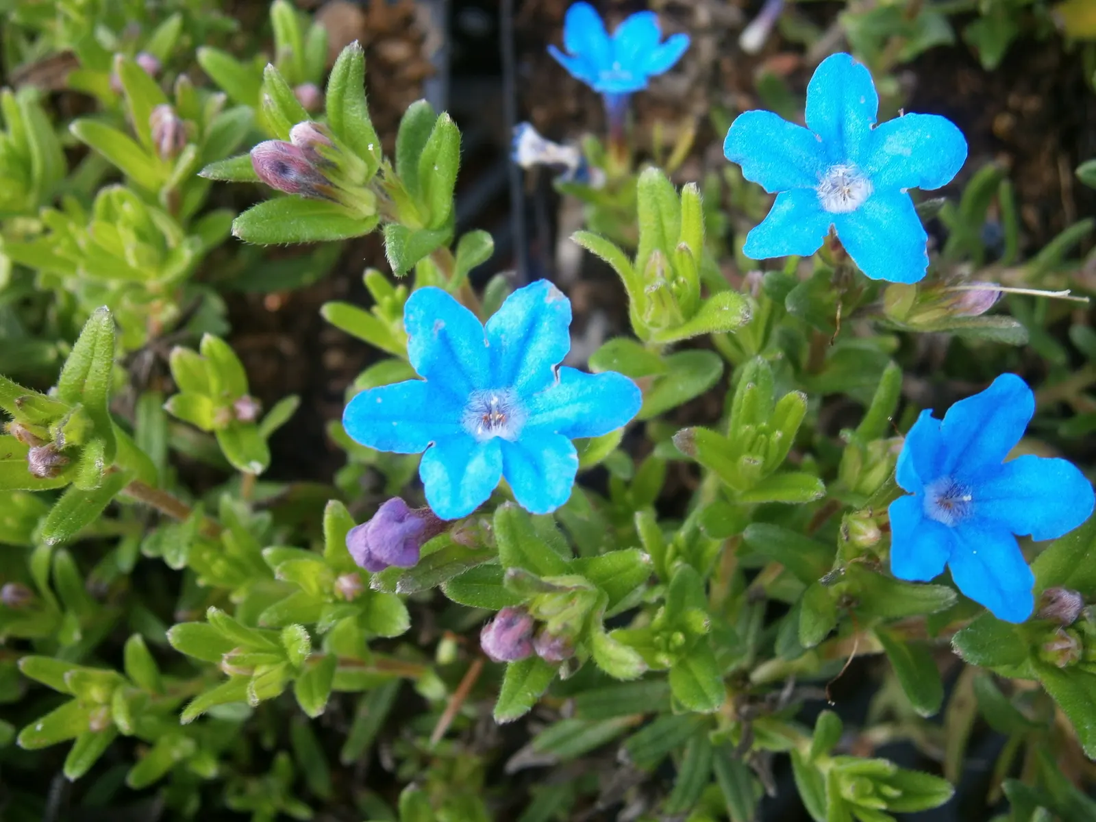 Heavenly Blue Lithodora (Lithodora Diffusa 'Heavenly Blue') — this evergreen perennial showcases intense blue