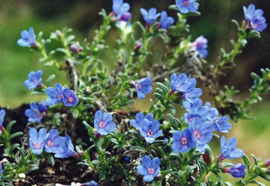 Heavenly Blue Lithodora (Lithodora Diffusa 'Heavenly Blue') — This prostrate, mat-forming perennial is hardy in USDA zones 6 to 8 and thrives in full sun to