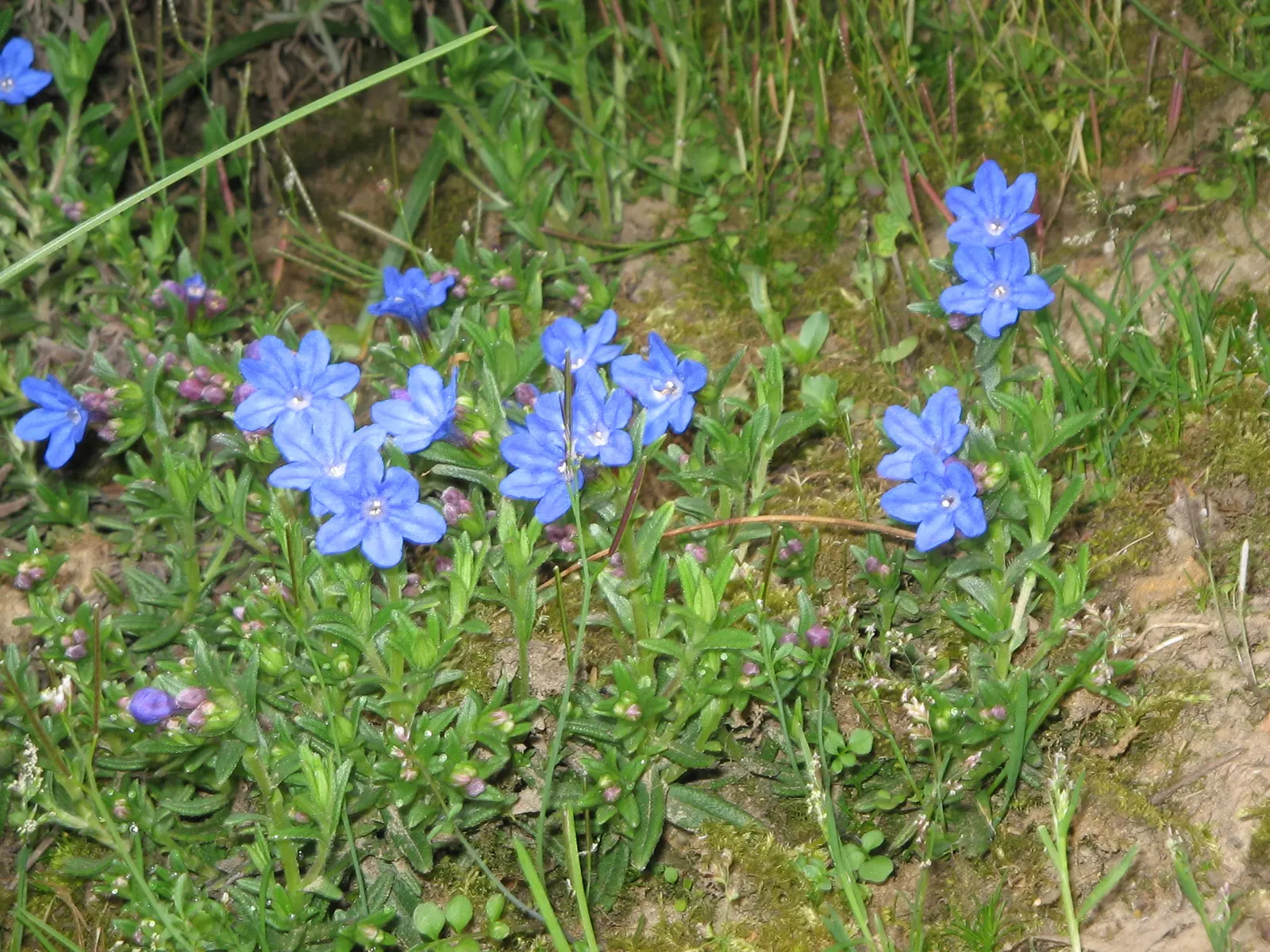 Heavenly Blue Lithodora (Lithodora Diffusa 'Heavenly Blue') — The Lithodora diffusa 'Heavenly Blue', commonly known as Heavenly Blue Lithodora, is a vibrant