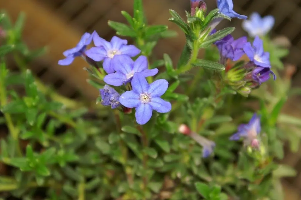 Heavenly Blue Lithodora (Lithodora Diffusa 'Heavenly Blue') — offering an eye-catching display.<br><br>For optimal growth