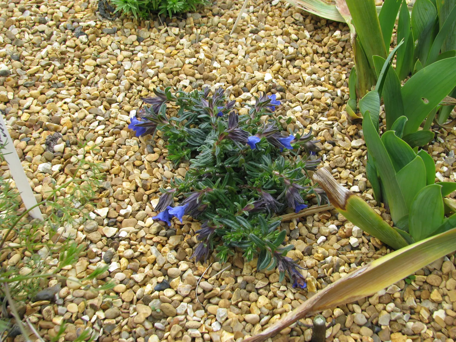 Heavenly Blue Lithodora (Lithodora Diffusa 'Heavenly Blue') — The blooms last for several weeks