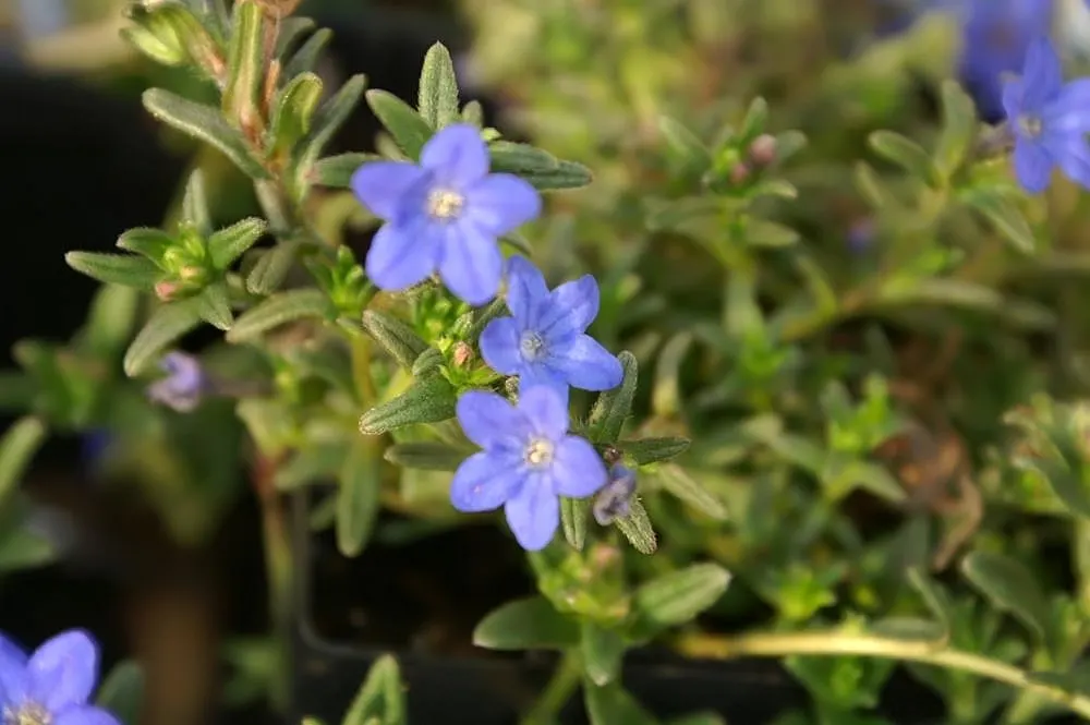 Heavenly Blue Lithodora (Lithodora Diffusa 'Heavenly Blue') — While drought-tolerant once established