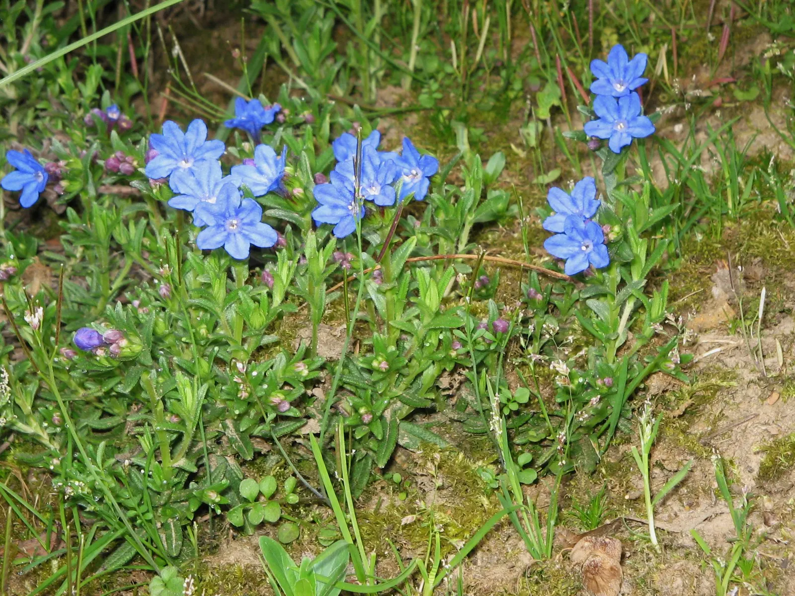 Heavenly Blue Lithodora (Lithodora Diffusa 'Heavenly Blue') — star-shaped flowers from spring to summer