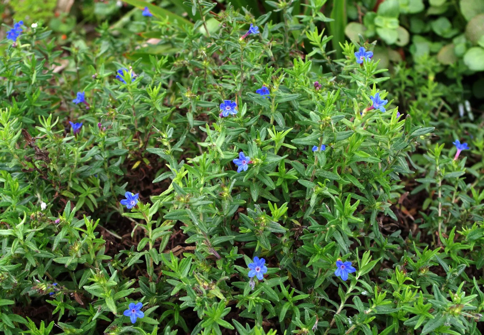 Heavenly Blue Lithodora (Lithodora Diffusa 'Heavenly Blue') — green backdrop throughout the year