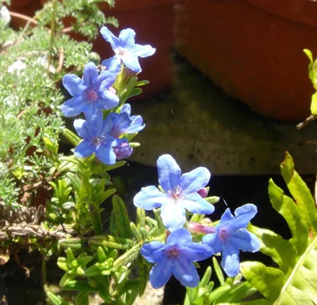 Heavenly Blue Lithodora (Lithodora Diffusa 'Heavenly Blue') — Lithodora 'Heavenly Blue' comes alive with a profusion of deep cobalt blue flowers