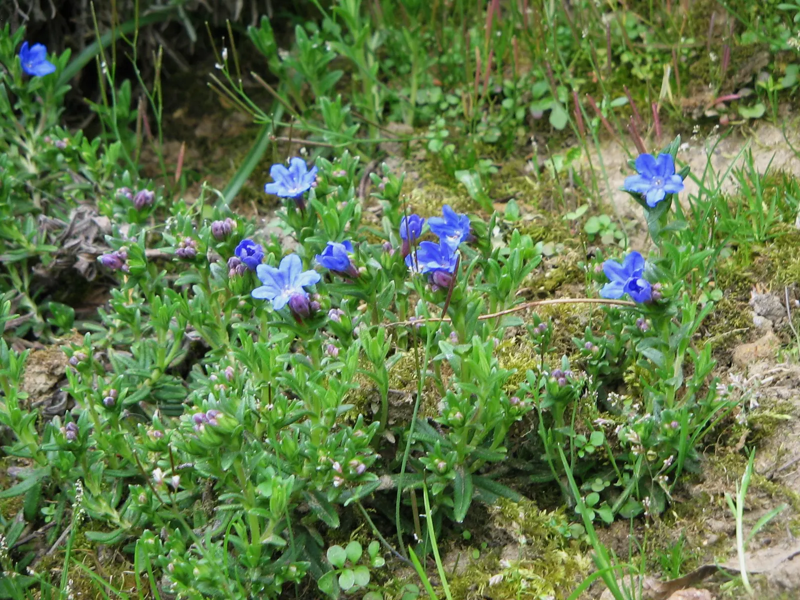 Heavenly Blue Lithodora (Lithodora Diffusa 'Heavenly Blue') — The plant typically reaches a height of 6 inches with a spread of up to 24 inches