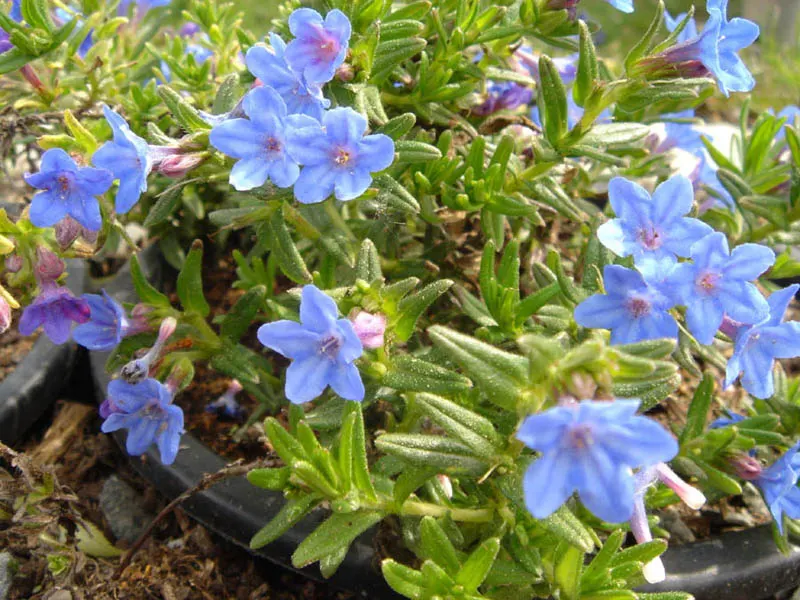Heavenly Blue Lithodora (Lithodora Diffusa 'Heavenly Blue') — Ideal for rock gardens and borders