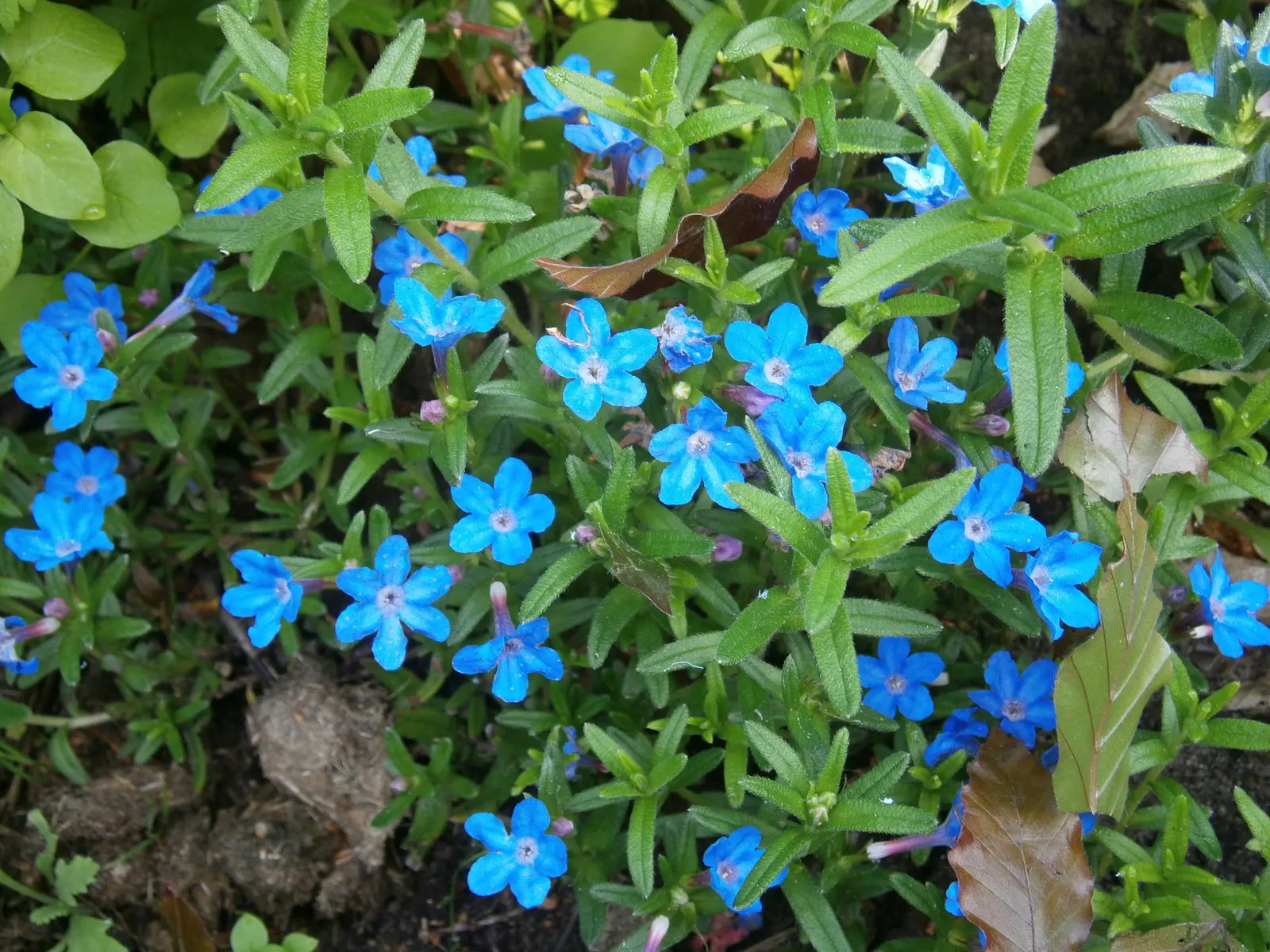 Heavenly Blue Lithodora (Lithodora Diffusa 'Heavenly Blue') — It thrives in well-drained, acidic to neutral soil and requires minimal maintenance once