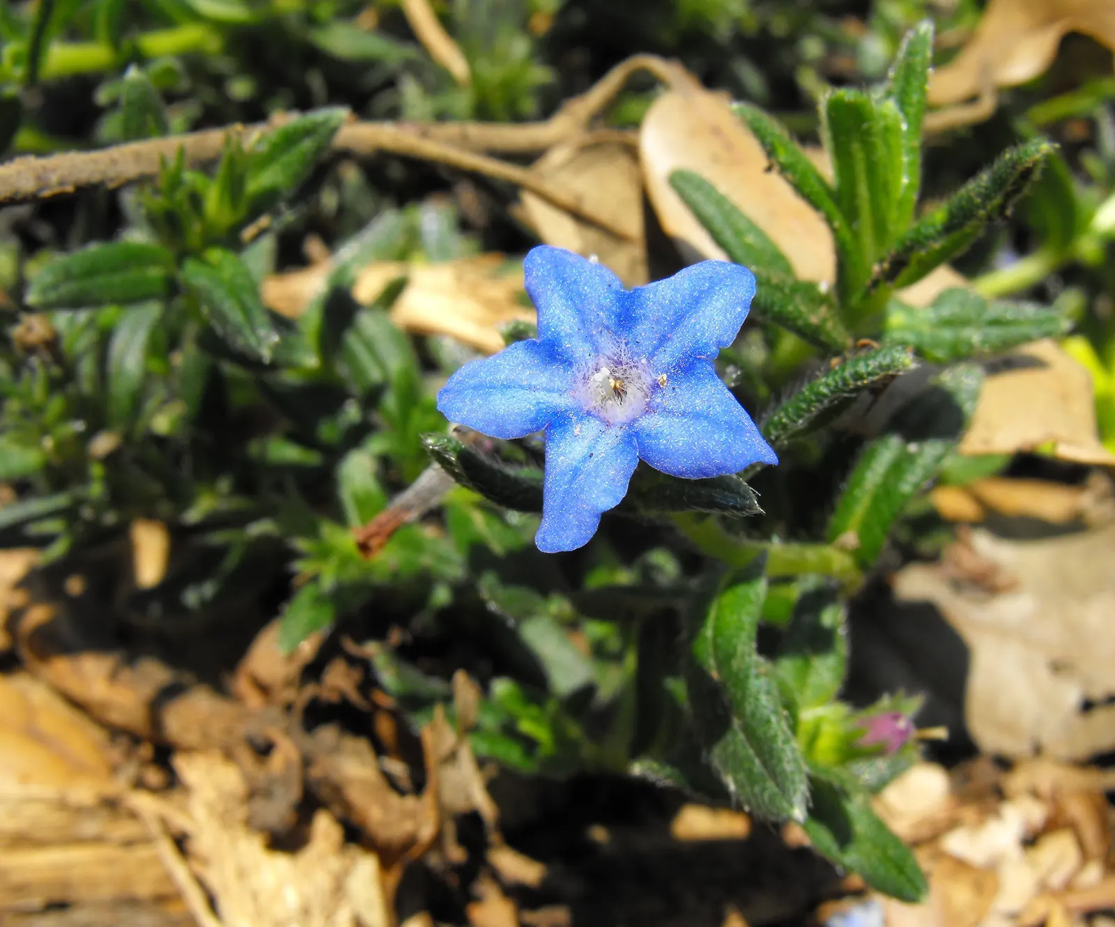 Heavenly Blue Lithodora (Lithodora Diffusa 'Heavenly Blue') — commonly referred to as Heavenly Blue Lithodora