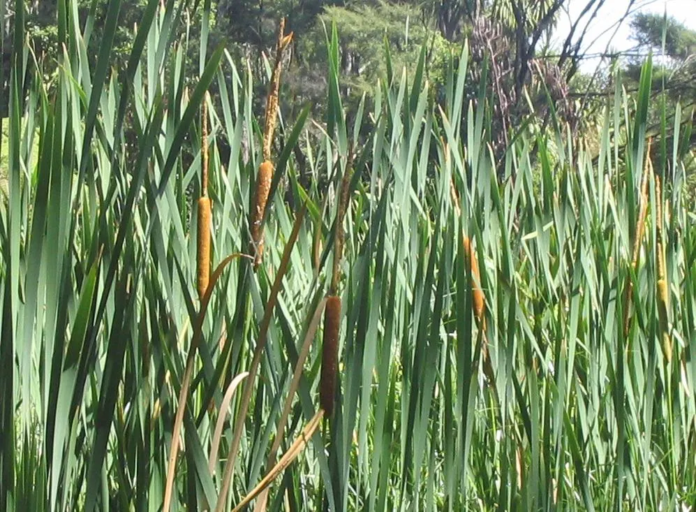 Bull Grass (Muhlenbergia Emersleyi 'El Toro') — Muhlenbergia emersleyi 'El Toro,' commonly known as Bull Rush