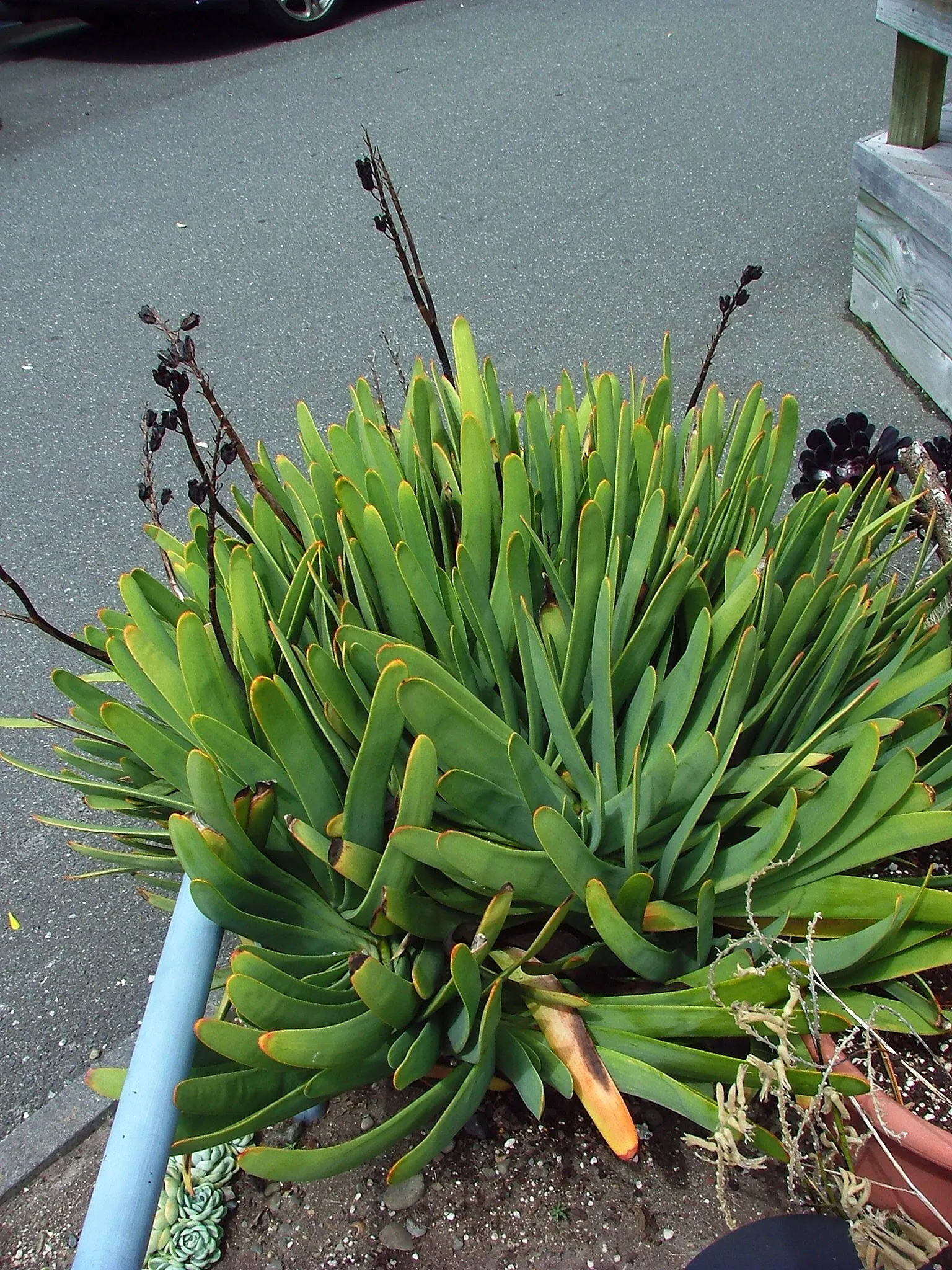 Bull Grass (Muhlenbergia Emersleyi 'El Toro') — Perfect for creating vertical accents in xeriscapes