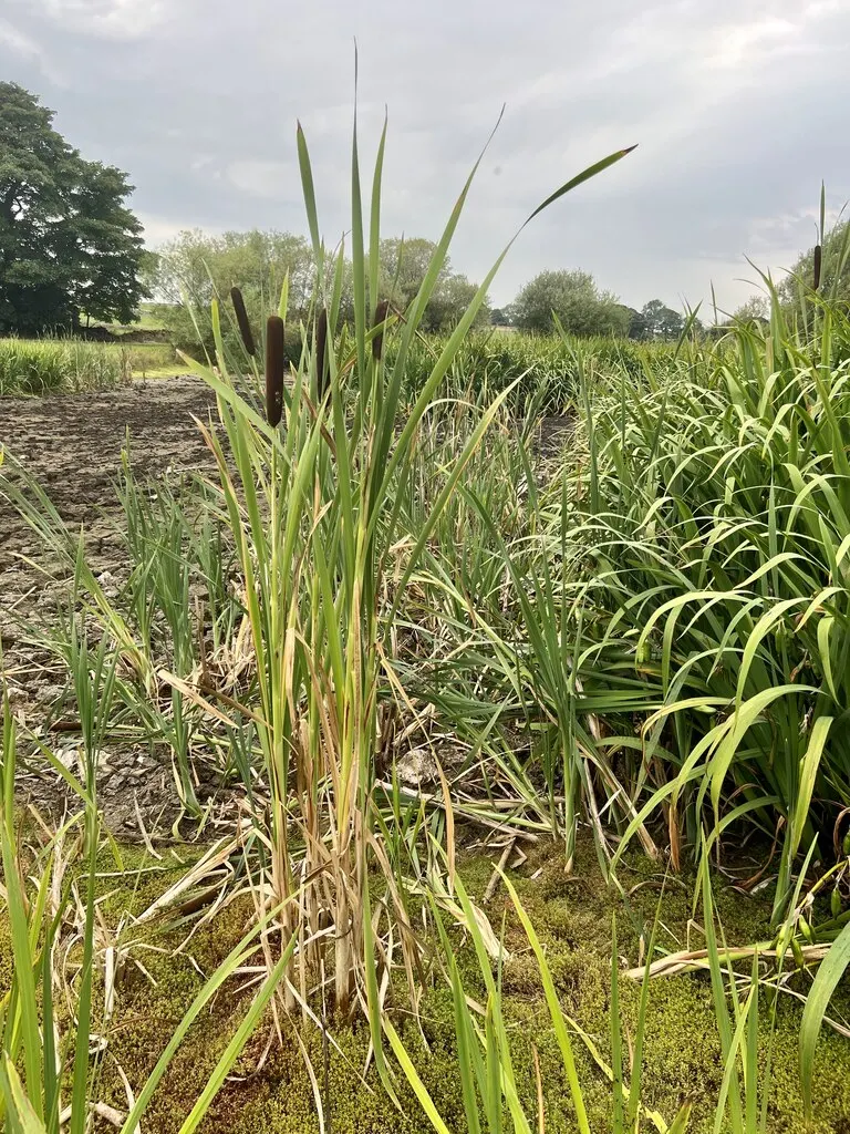 Bull Grass (Muhlenbergia Emersleyi 'El Toro') — The deep green blades turn a stunning reddish hue in fall