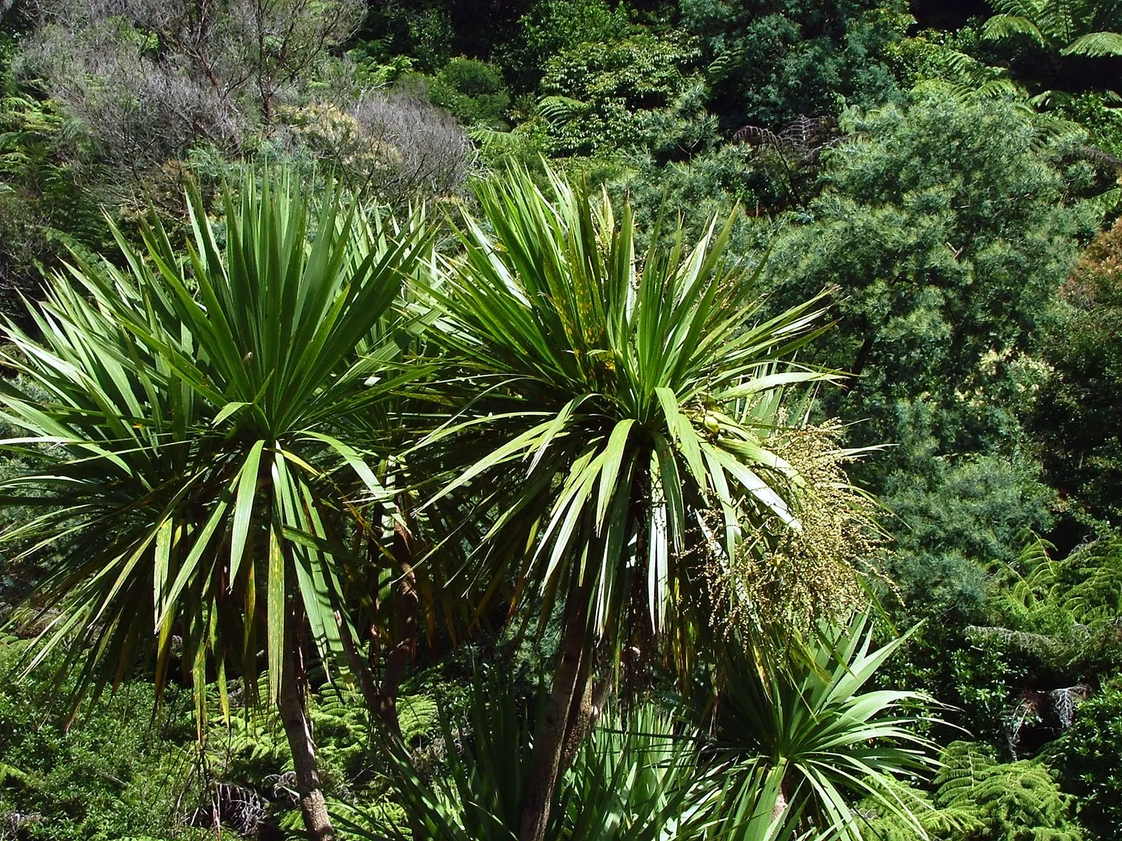 Bull Grass (Muhlenbergia Emersleyi 'El Toro') — It reaches 4 to 6 feet in height and spreads approximately 3 to 5 feet wide