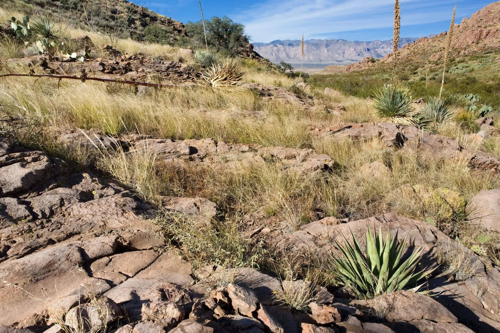 Bull Grass (Muhlenbergia Emersleyi 'El Toro') — heralding spectacular flower spikes that can reach heights of up to 5 feet