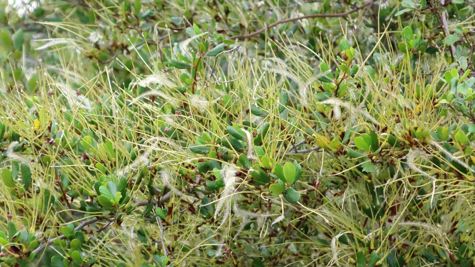 San Diego Mountain Mahogany (Cercocarpus Minutiflorus) — leathery leaves and twisting branches