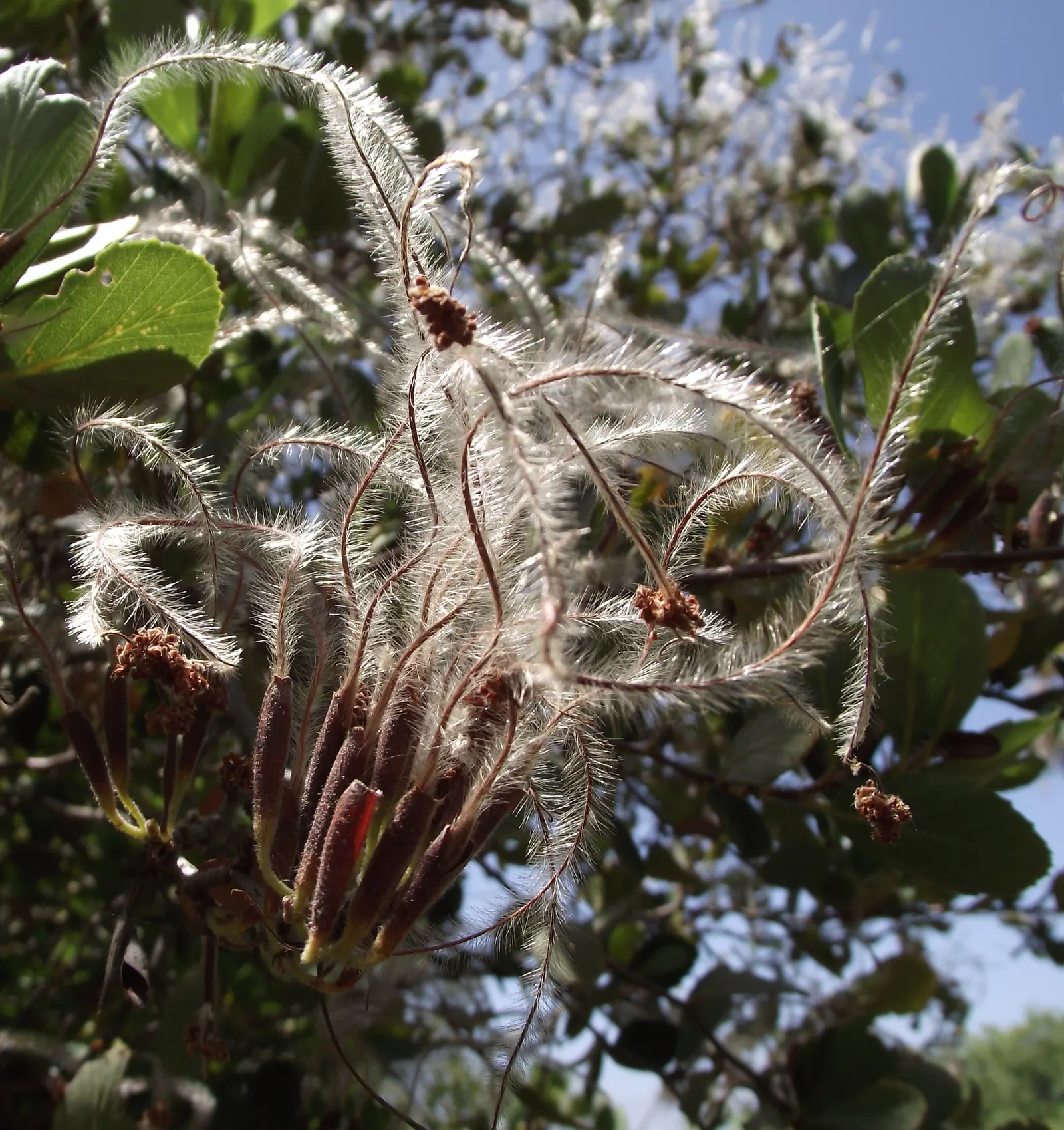 San Diego Mountain Mahogany (Cercocarpus Minutiflorus) — typically reaching up to 6-8 feet tall and 4-6 feet wide
