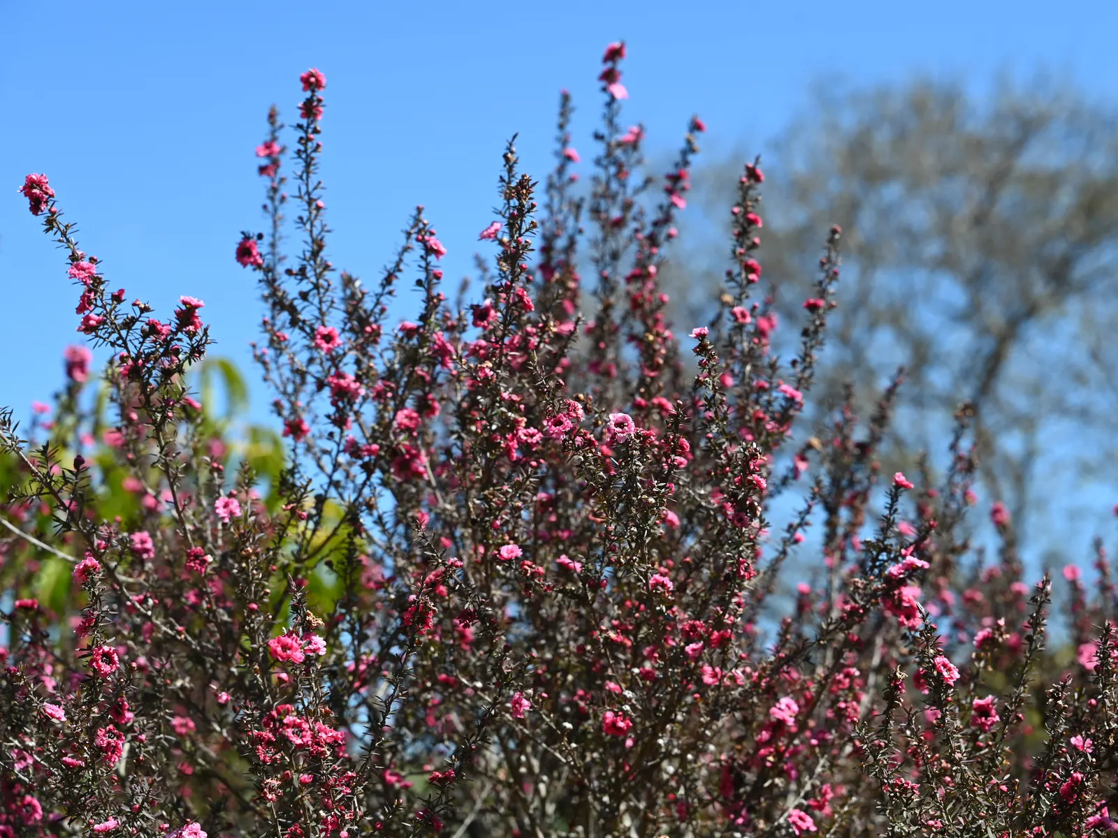Gaiety Girl New Zealand Tea Tree (Leptospermum Scoparium 'Gaiety Girl') — is a captivating evergreen shrub reaching up to 6 feet in height and 4 feet wide