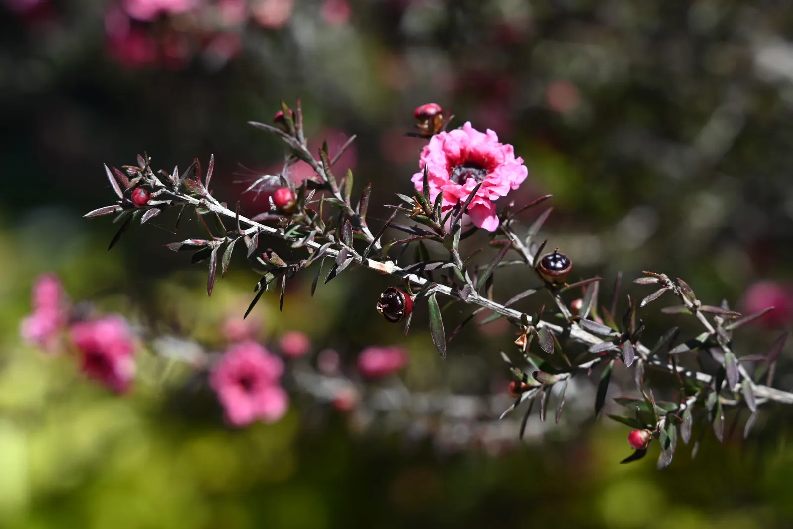 Gaiety Girl New Zealand Tea Tree (Leptospermum Scoparium 'Gaiety Girl') — mounding habit with striking deep pink flowers that contrast sharply against the dark
