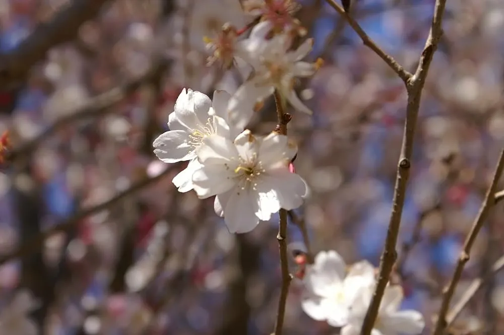 Higan Cherry (Prunus Subhirtella) — Its fall foliage adds another season of interest, turning to hues of yellow and bronze