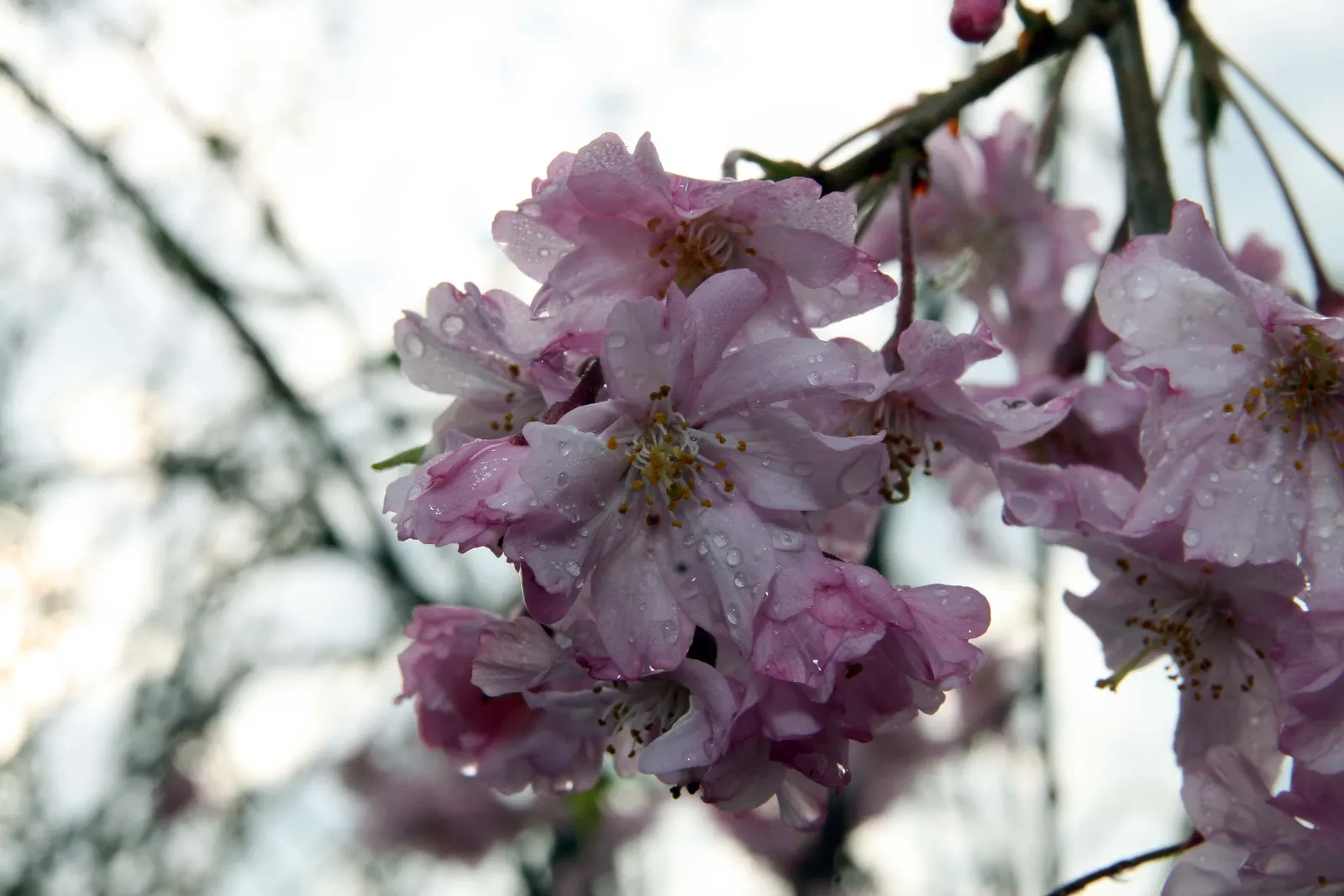Higan Cherry (Prunus Subhirtella) — pink flowers in the garden; standing between 20 to 30 feet in height with a corresponding spread of 15 to 30 feet at