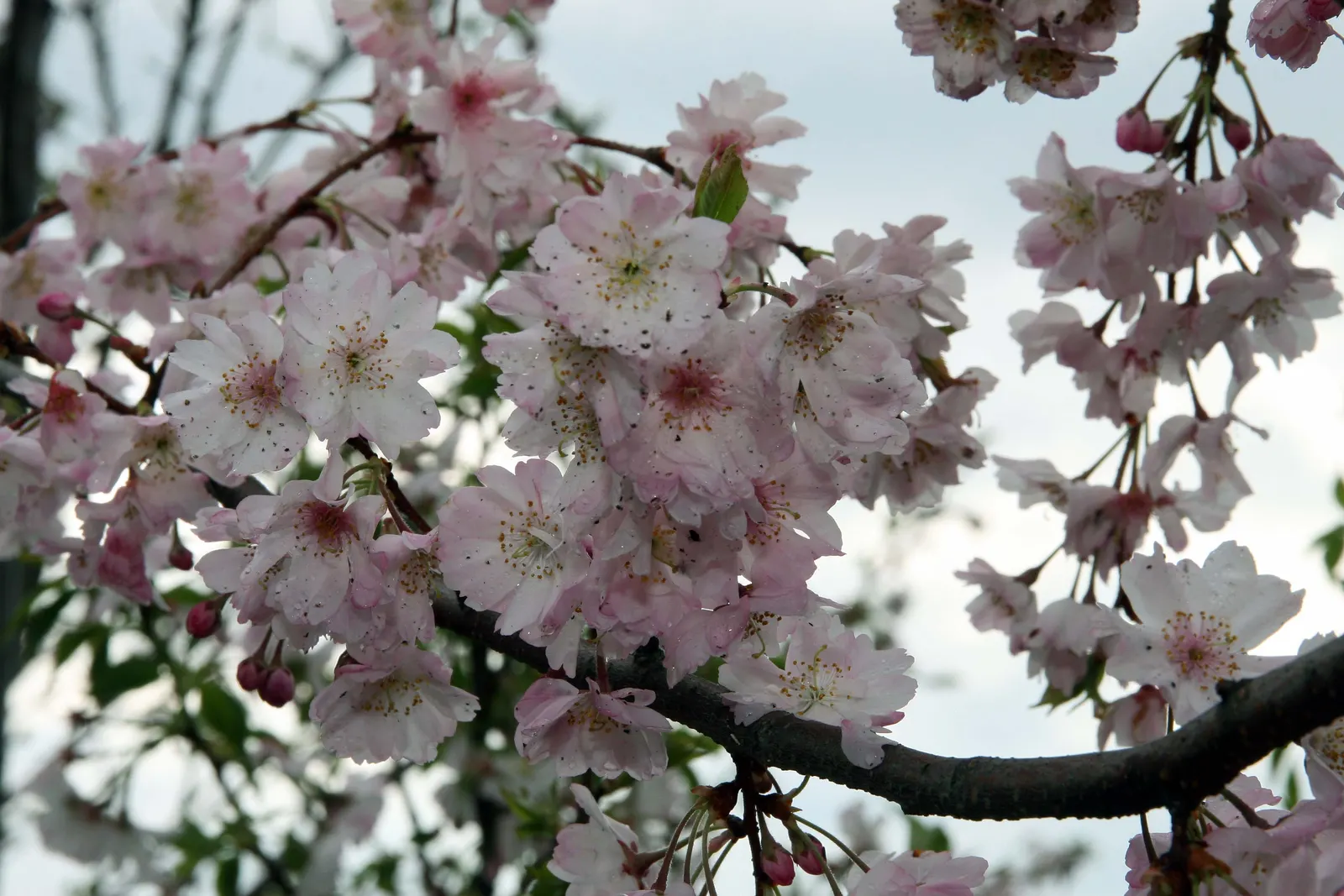 Higan Cherry (Prunus Subhirtella) — making it a treasured addition to any landscape design; standing between 20 to 30 feet in height with a, image 66