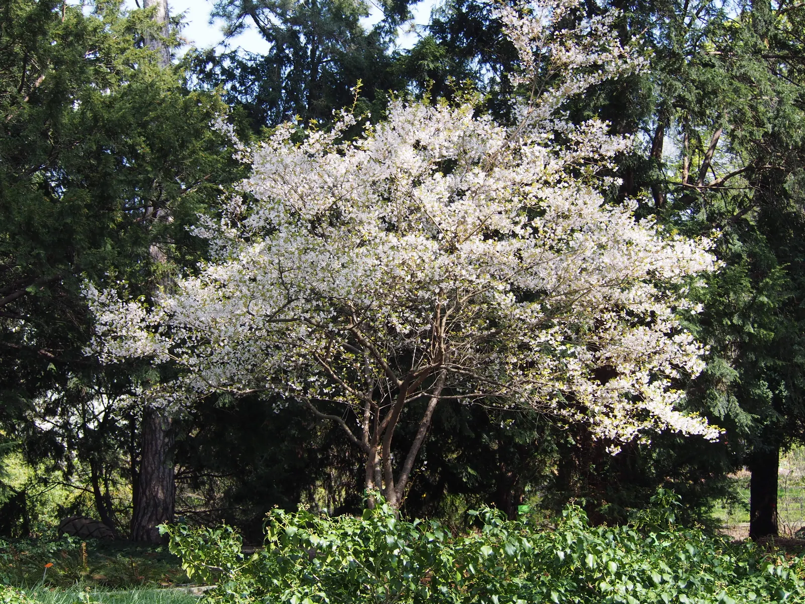 Higan Cherry (Prunus Subhirtella) — It thrives in USDA zones 4-8, prefers well-drained soil, and full sun to partial shade