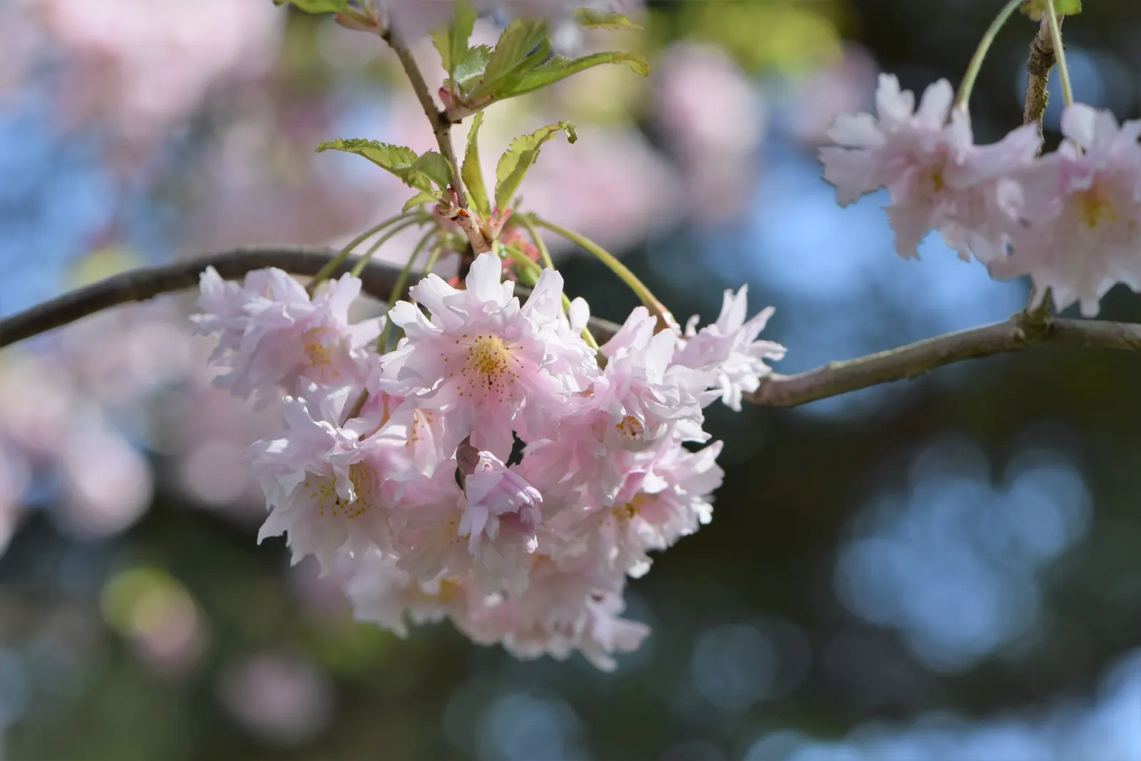 Higan Cherry (Prunus Subhirtella) — Its manageable size makes it suitable for a variety of garden spaces