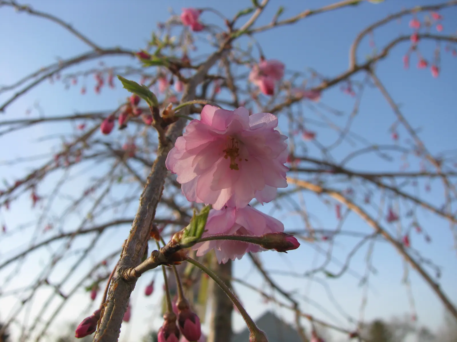 Higan Cherry (Prunus Subhirtella) — Ideal for specimen planting or creating enchanting alleyways in gardens; standing between 20 to 30 feet in, image 62