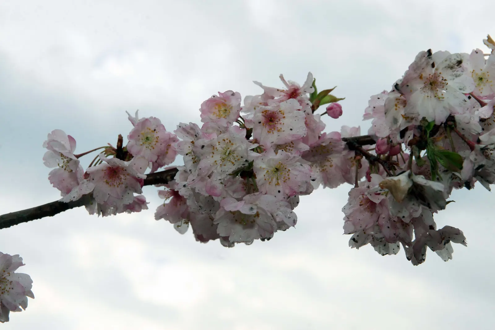 Higan Cherry (Prunus Subhirtella) — adding bursts of color when most other plants are yet to awaken from dormancy