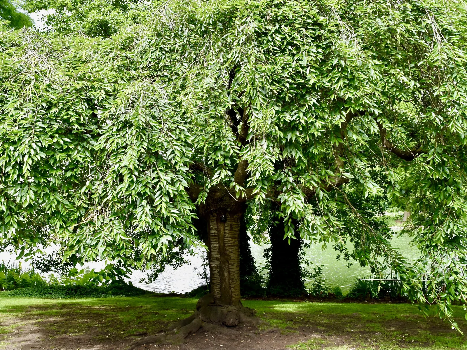 Higan Cherry (Prunus Subhirtella) — depending on the regional climate; it thrives in USDA zones 4-8, prefers well-drained soil, and full sun to partial shade