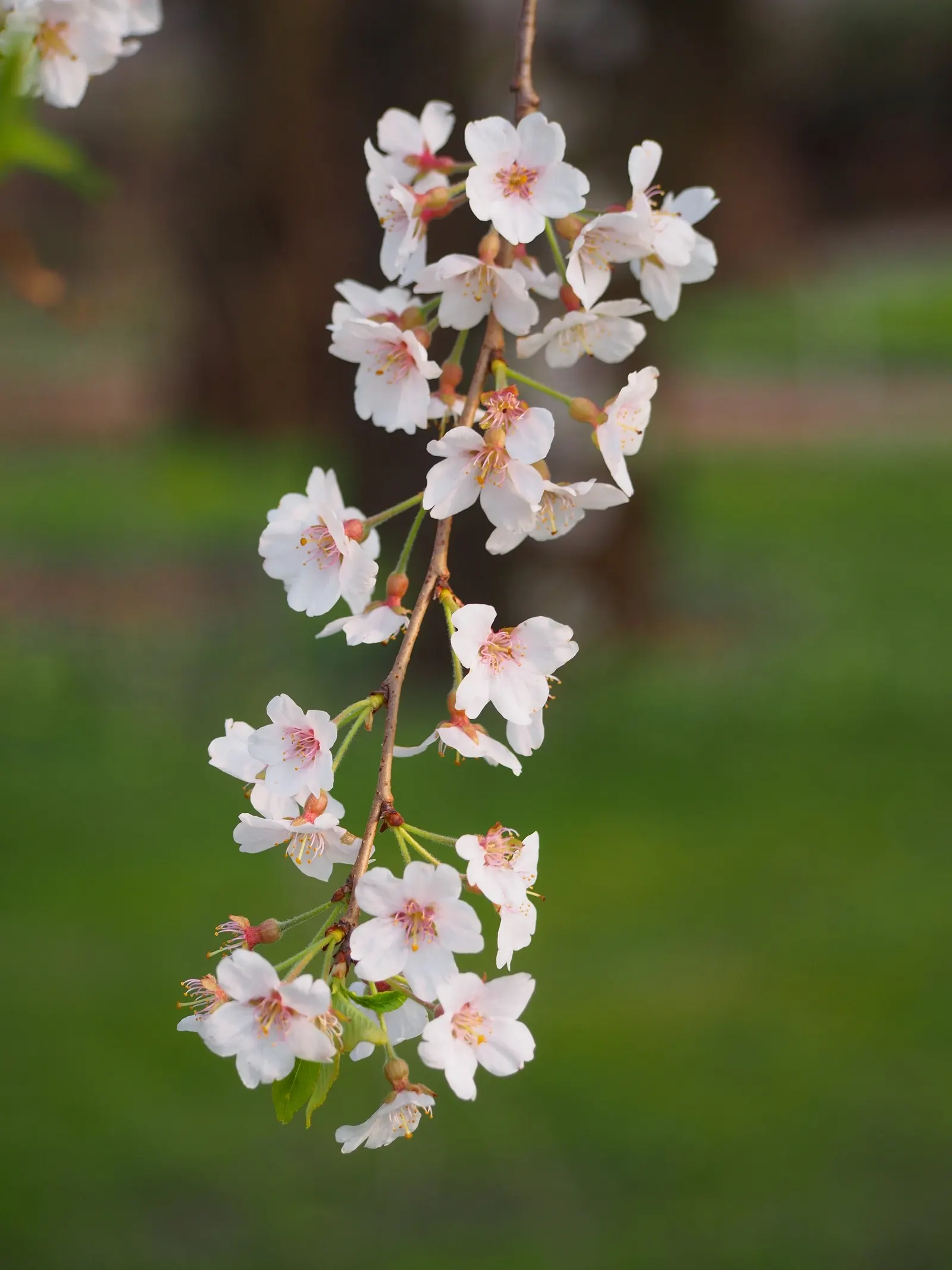 Higan Cherry (Prunus Subhirtella) — Mature specimens reach 20-30 feet in height and width