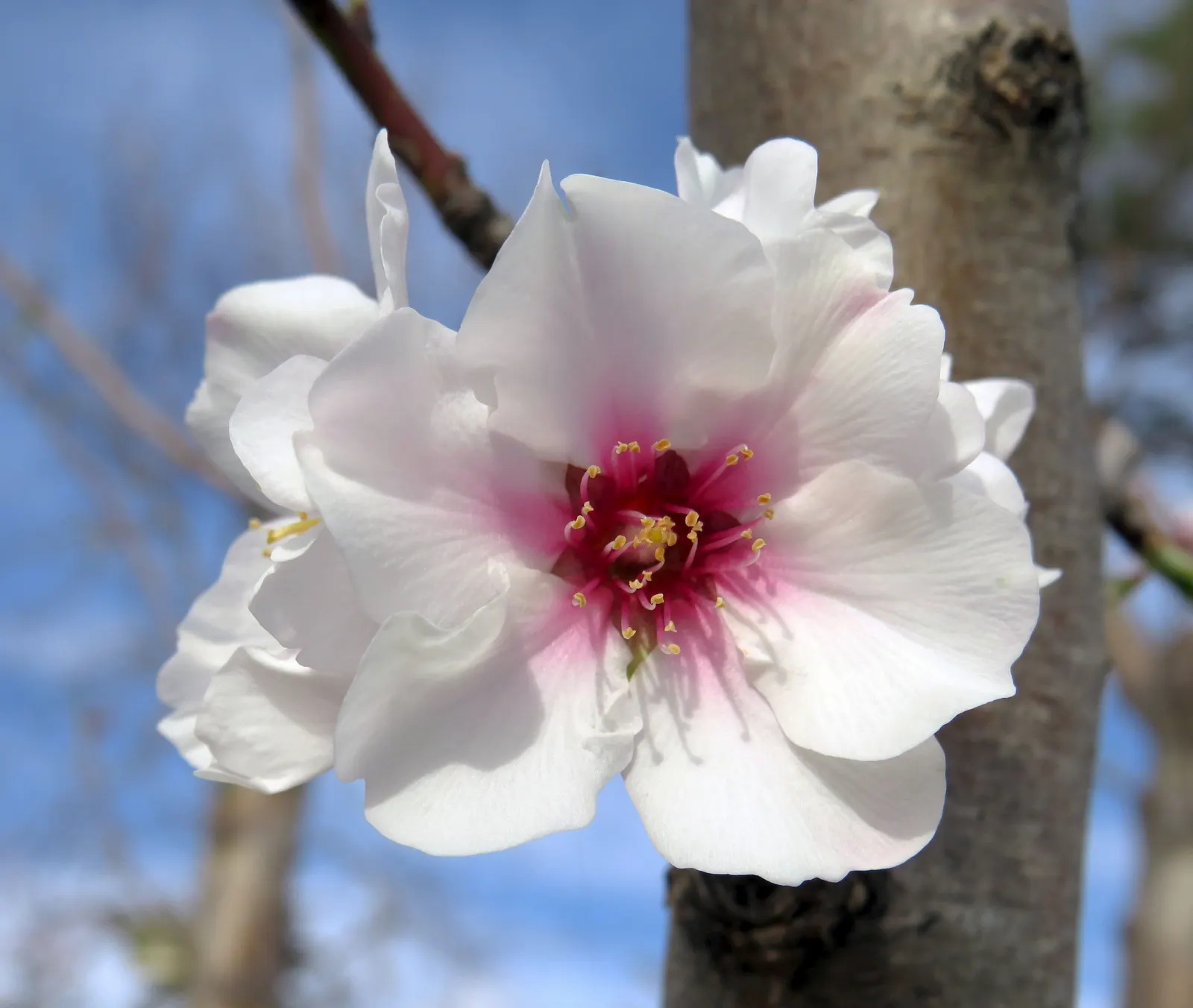 Higan Cherry (Prunus Subhirtella) — Blooms are not only visually striking but also attract pollinators; ensuring lasting enjoyment for years to come