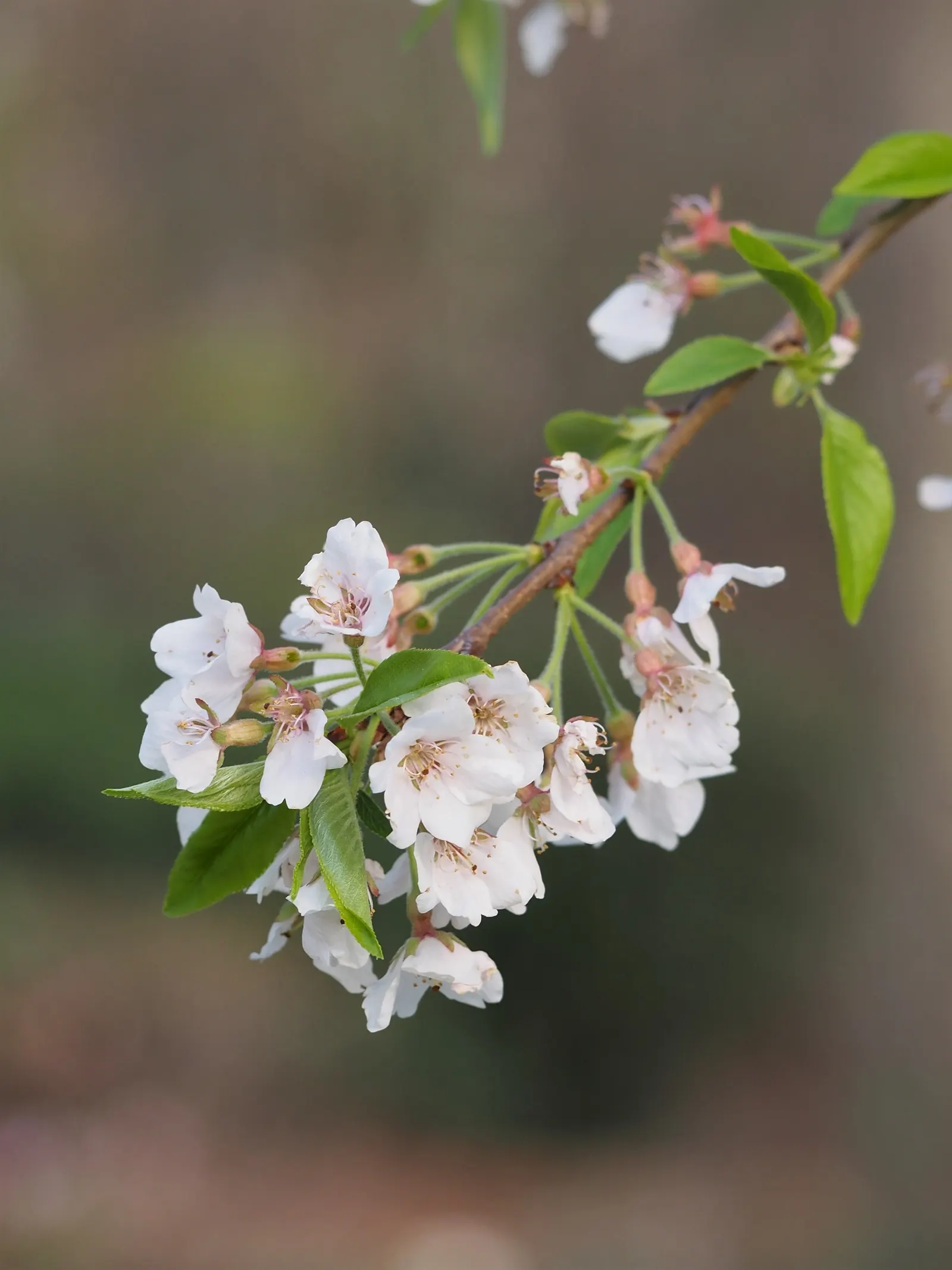 Higan Cherry (Prunus Subhirtella) — tree with pink blooms