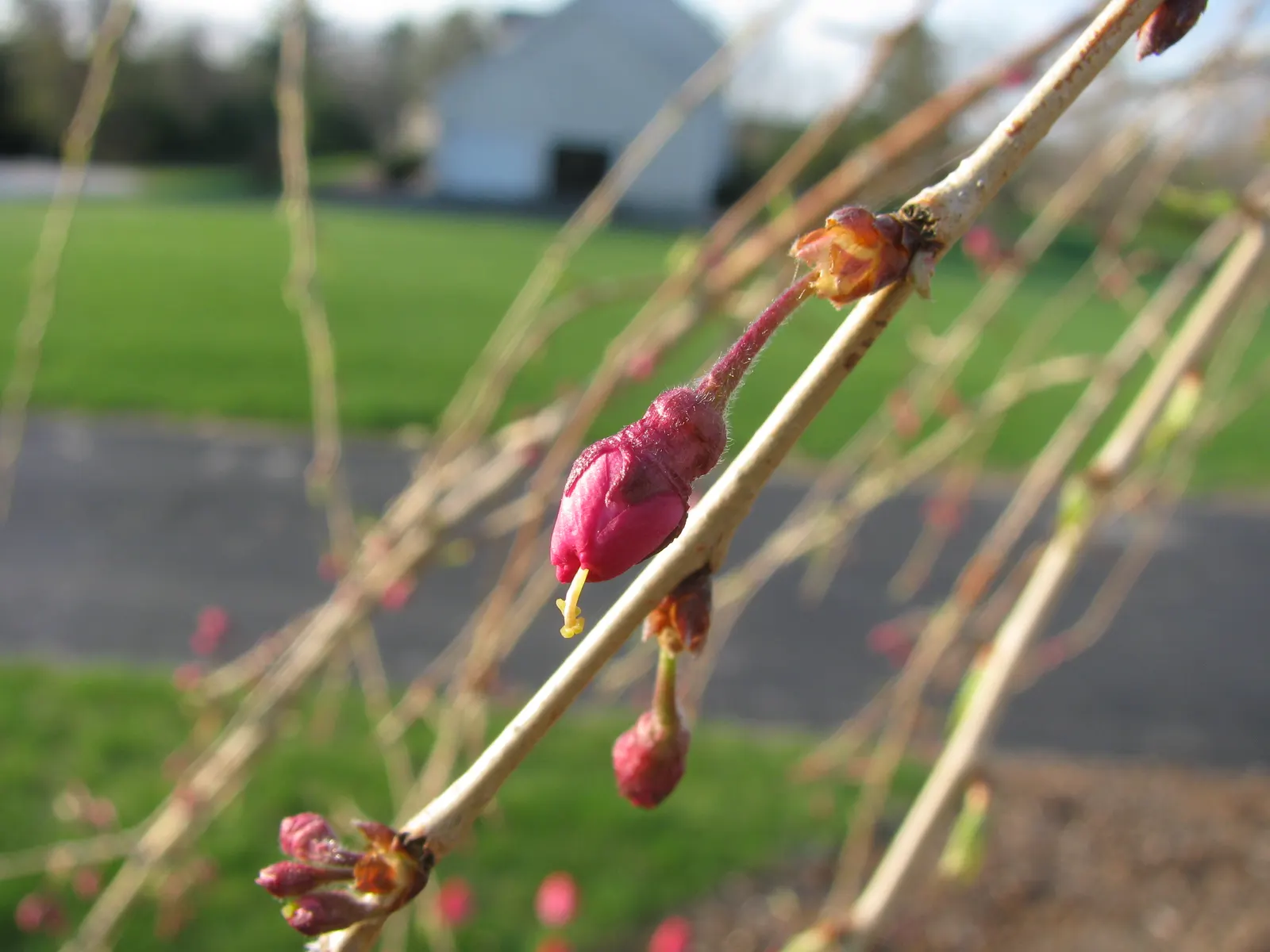 Higan Cherry (Prunus Subhirtella) — Blooms are not only visually striking but also attract pollinators