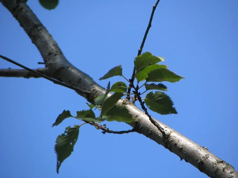 Higan Cherry (Prunus Subhirtella) — a graceful and widely admired ornamental tree; ensuring lasting enjoyment for years to come