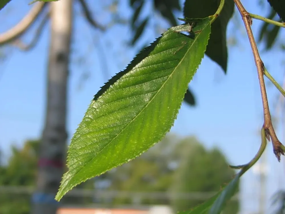 Higan Cherry (Prunus Subhirtella) — Standing between 20 to 30 feet in height with a corresponding spread of 15 to 30 feet at maturity; as it thrives in USDA