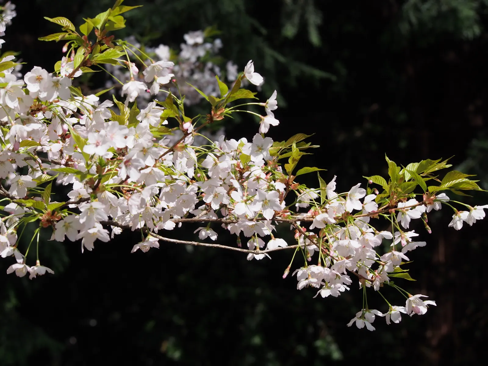 Higan Cherry (Prunus Subhirtella) — preferring full sun to partial shade; as it thrives in USDA hardiness zones 4 through 8