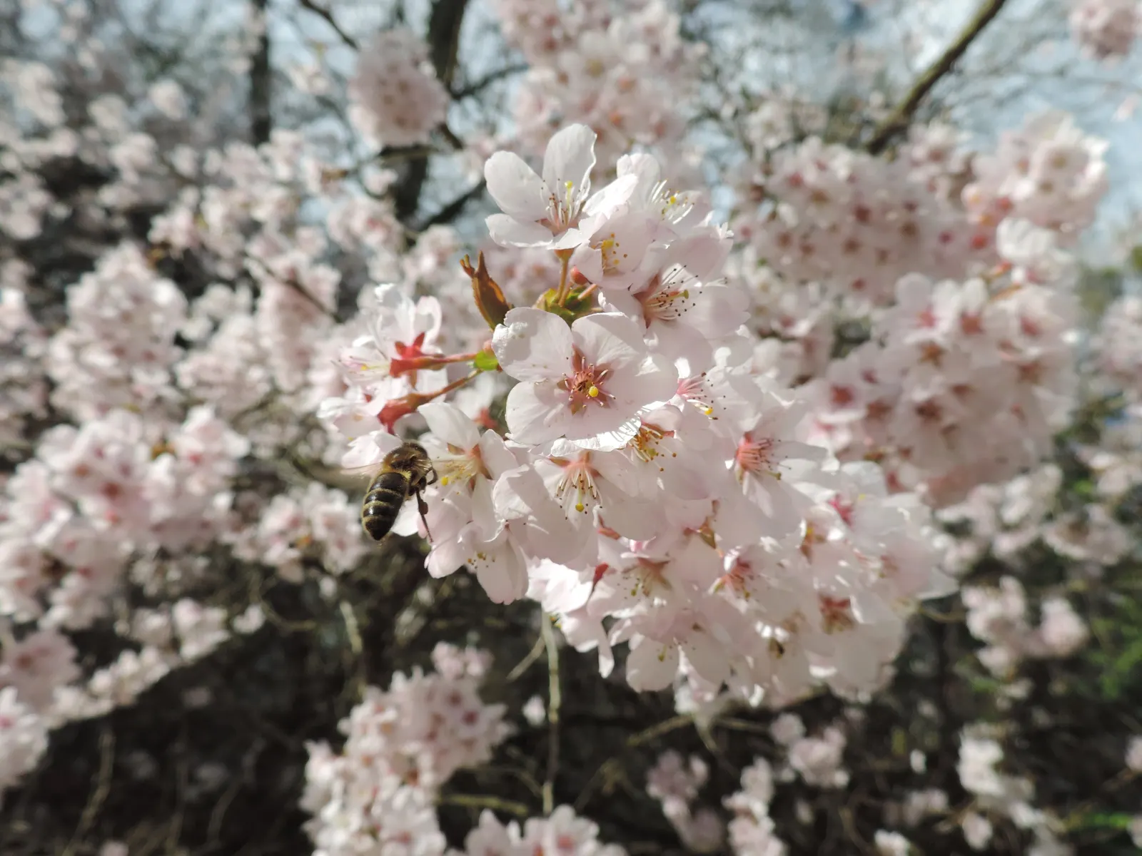 Higan Cherry (Prunus Subhirtella) — thus supporting local biodiversity.<br><br>An added advantage of Prunus subhirtella is its adaptability; it thrives in USDA